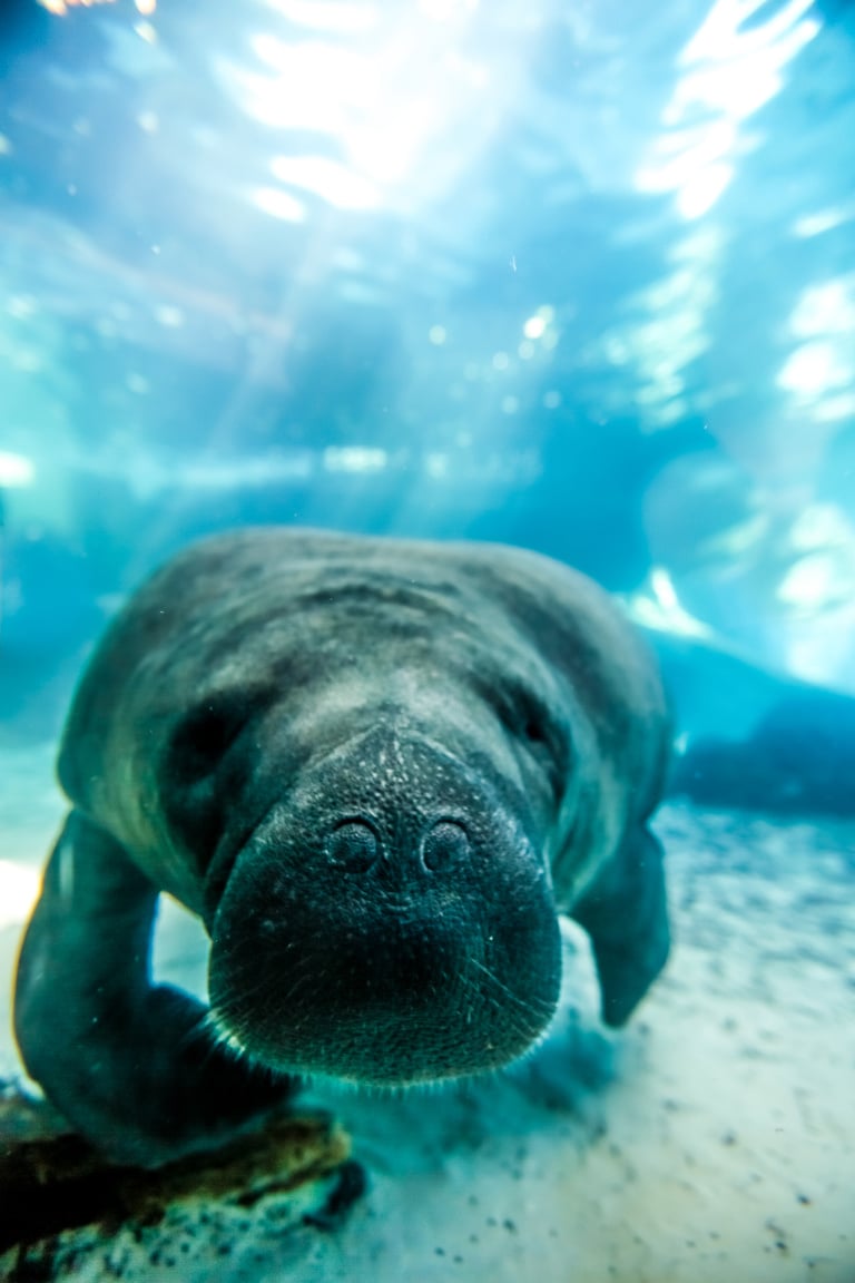 Manatee