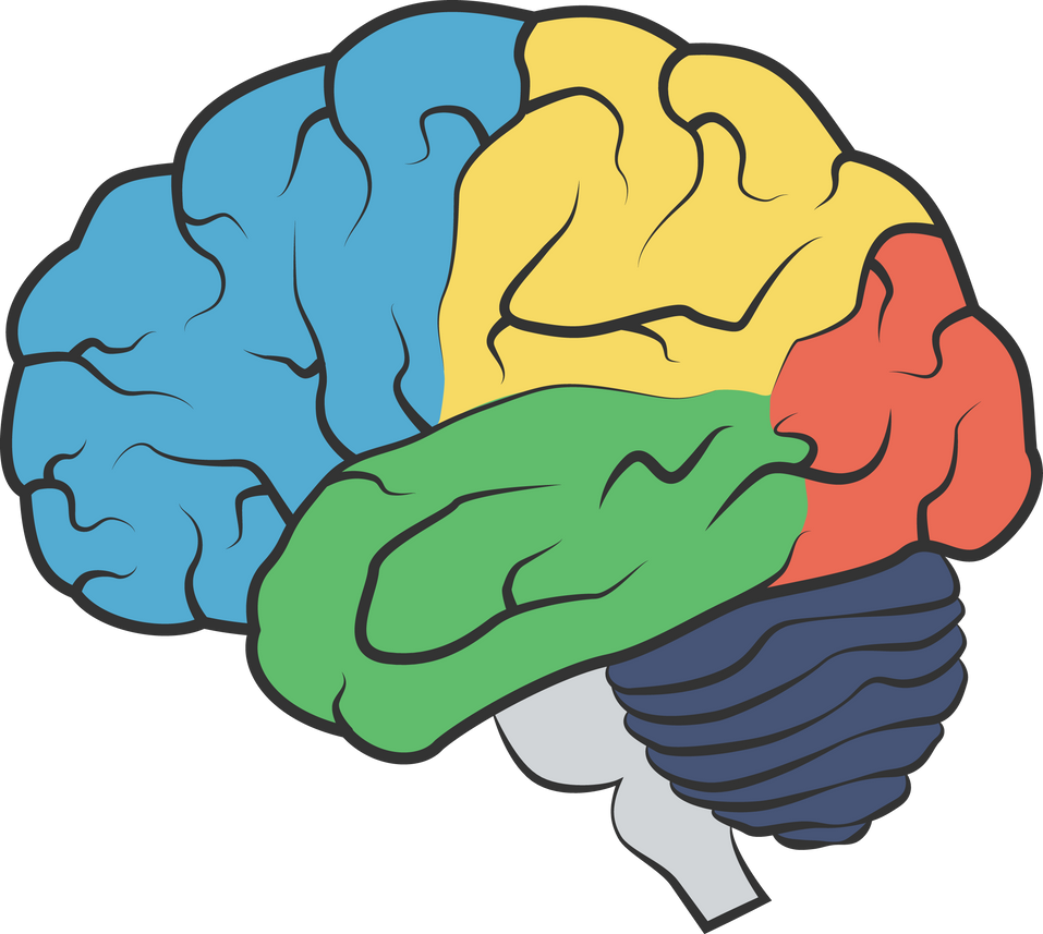 Brain anatomy ( flat design )